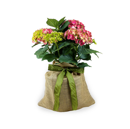 Mini Hydrangea Gift Tree with pink and green blooms in a burlap sack tied with a green ribbon.