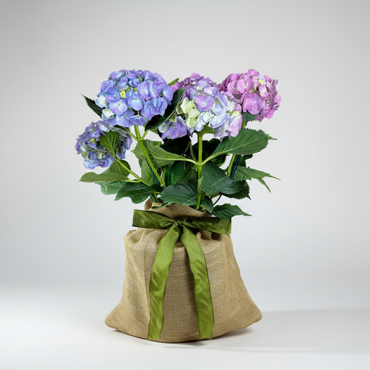 Mini Hydrangea Gift Tree with pink, purple, and blue blooms in a burlap sack tied with a green ribbon.