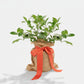 Mini lemon tree with deep green leaves, wrapped in a burlap sack with a vibrant orange ribbon.