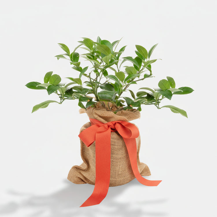 Mini lemon tree with deep green leaves, wrapped in a burlap sack with a vibrant orange ribbon.