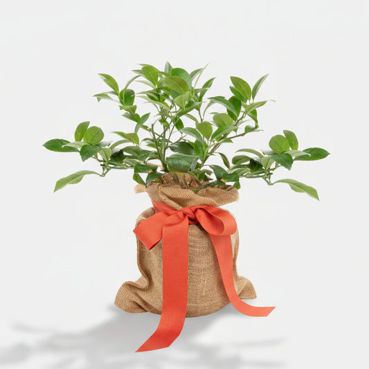 Mini lemon tree with deep green leaves, wrapped in a burlap sack with a vibrant orange ribbon.
