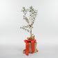 Mini olive tree, 18-24" tall, in a burlap sack with a red ribbon bow.