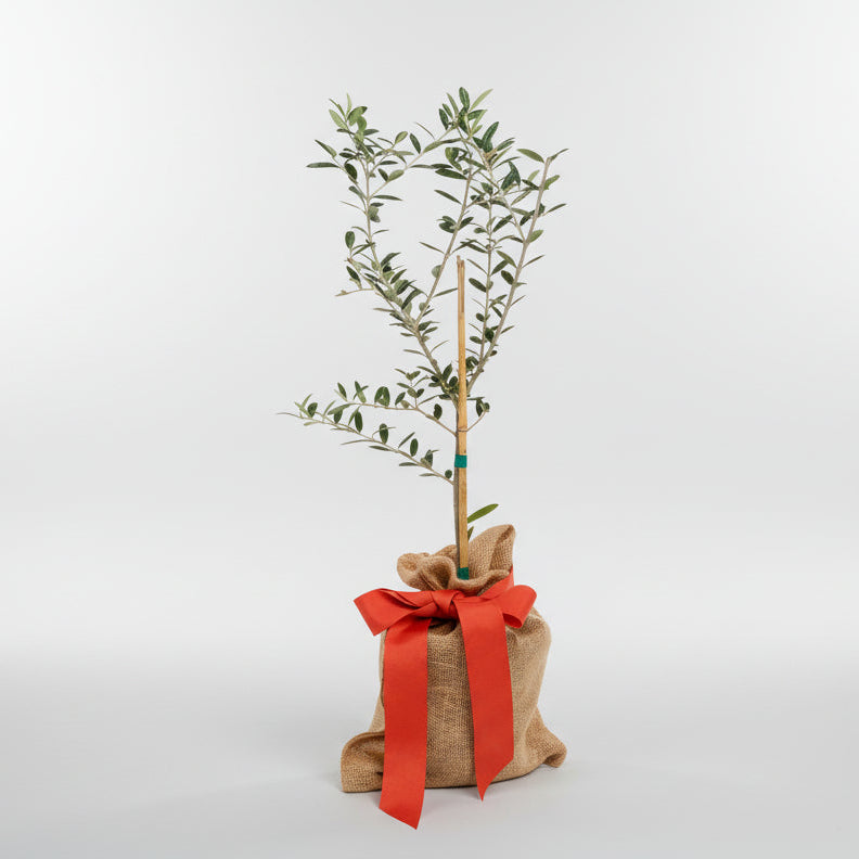 Mini olive tree, 18-24" tall, in a burlap sack with a red ribbon bow.
