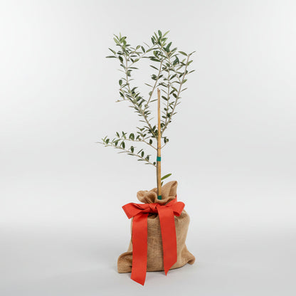 Mini olive tree, 18-24" tall, in a burlap sack with a red ribbon bow.