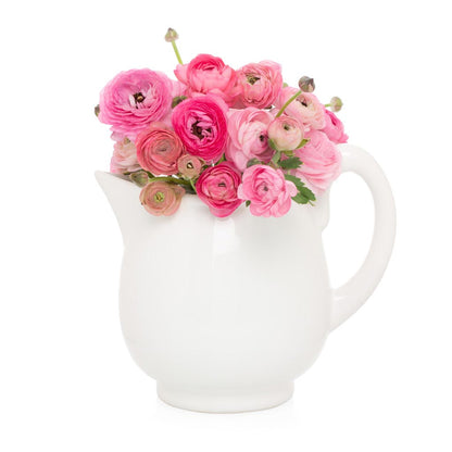 Creamy white ceramic pitcher with a sturdy handle and angled spout, filled with pink ranunculus flowers.