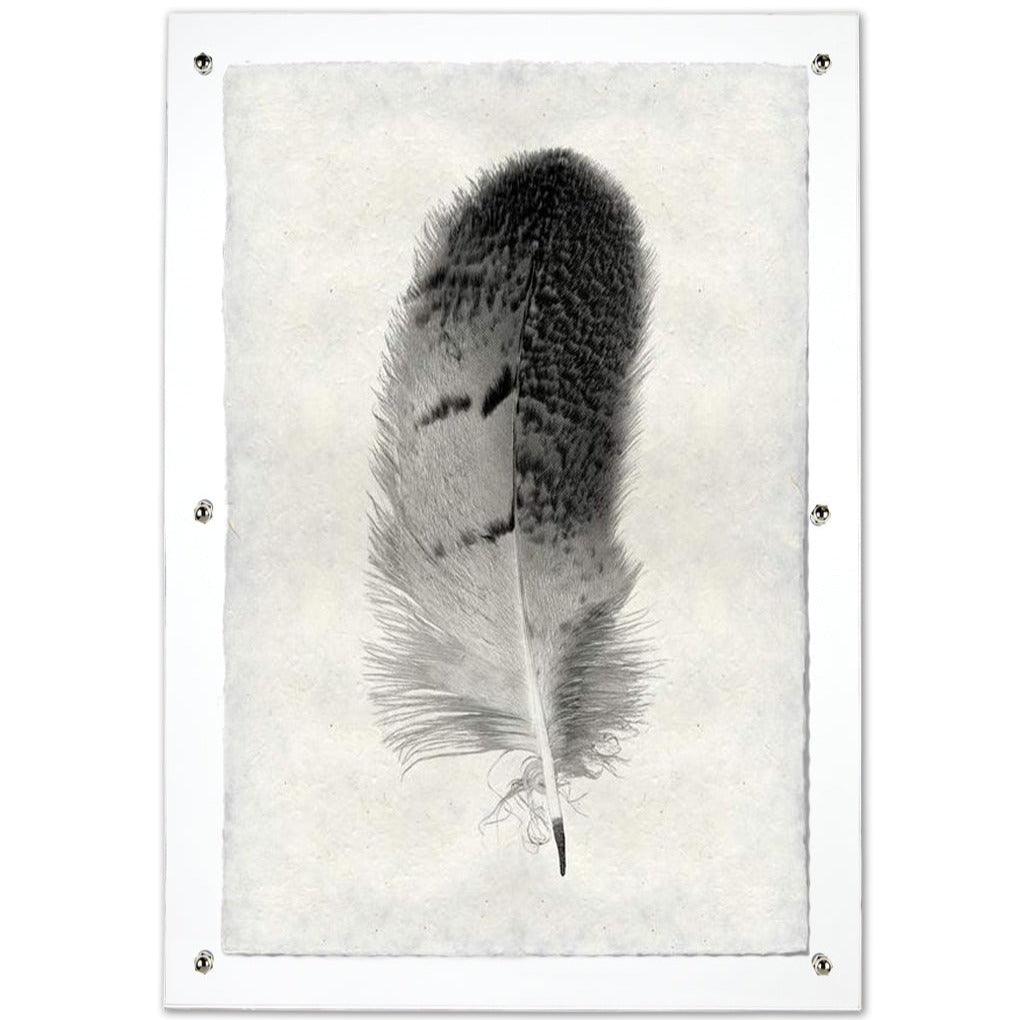Black and white owl feather print on textured Nepalese handmade paper, mounted on a white board.