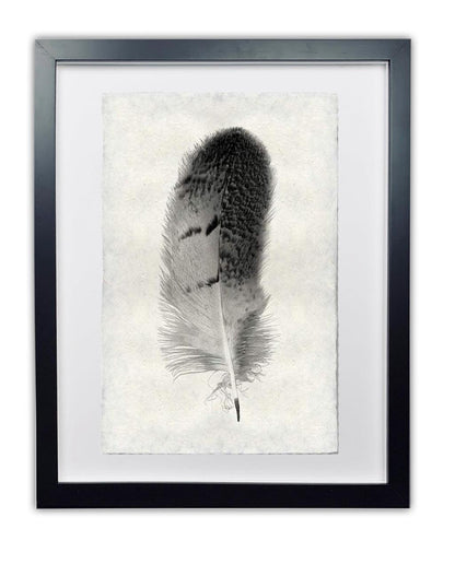 Framed black and white owl feather print on textured Nepalese handmade paper, black frame.