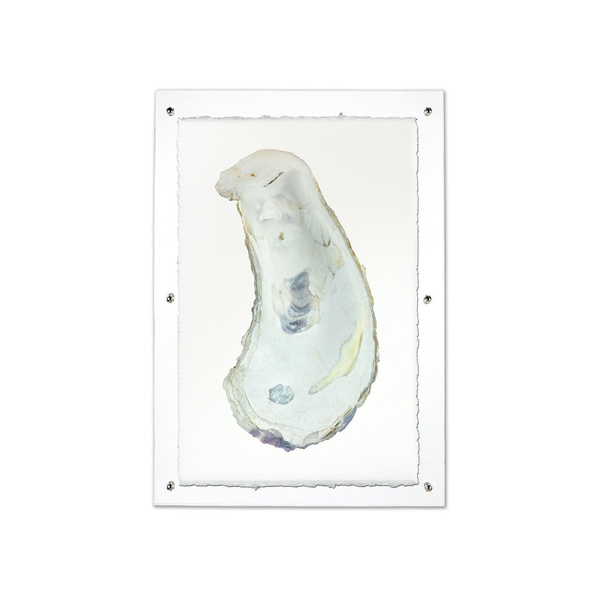 Oyster study framed handmade paper wall art print 20"x30"