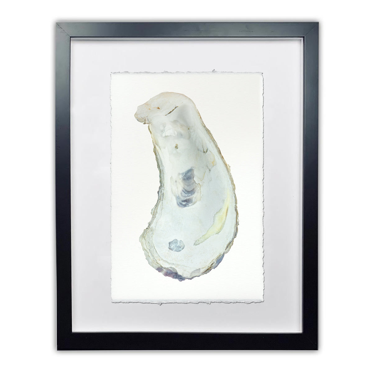 Oyster Study framed handmade paper wall art print 20"x30"