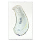 Oyster Study handmade paper wall art print 40"x60"