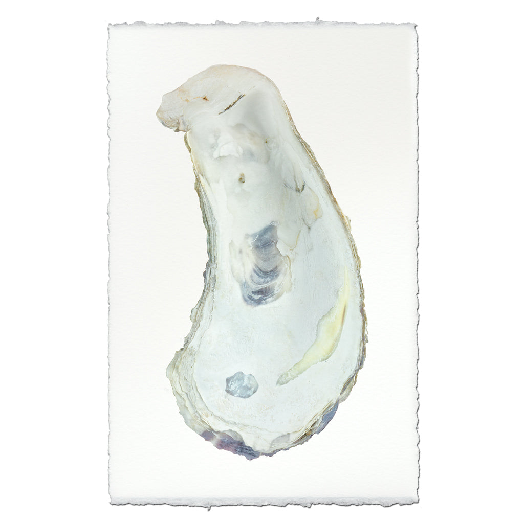 Oyster Study handmade paper wall art print 40"x60"