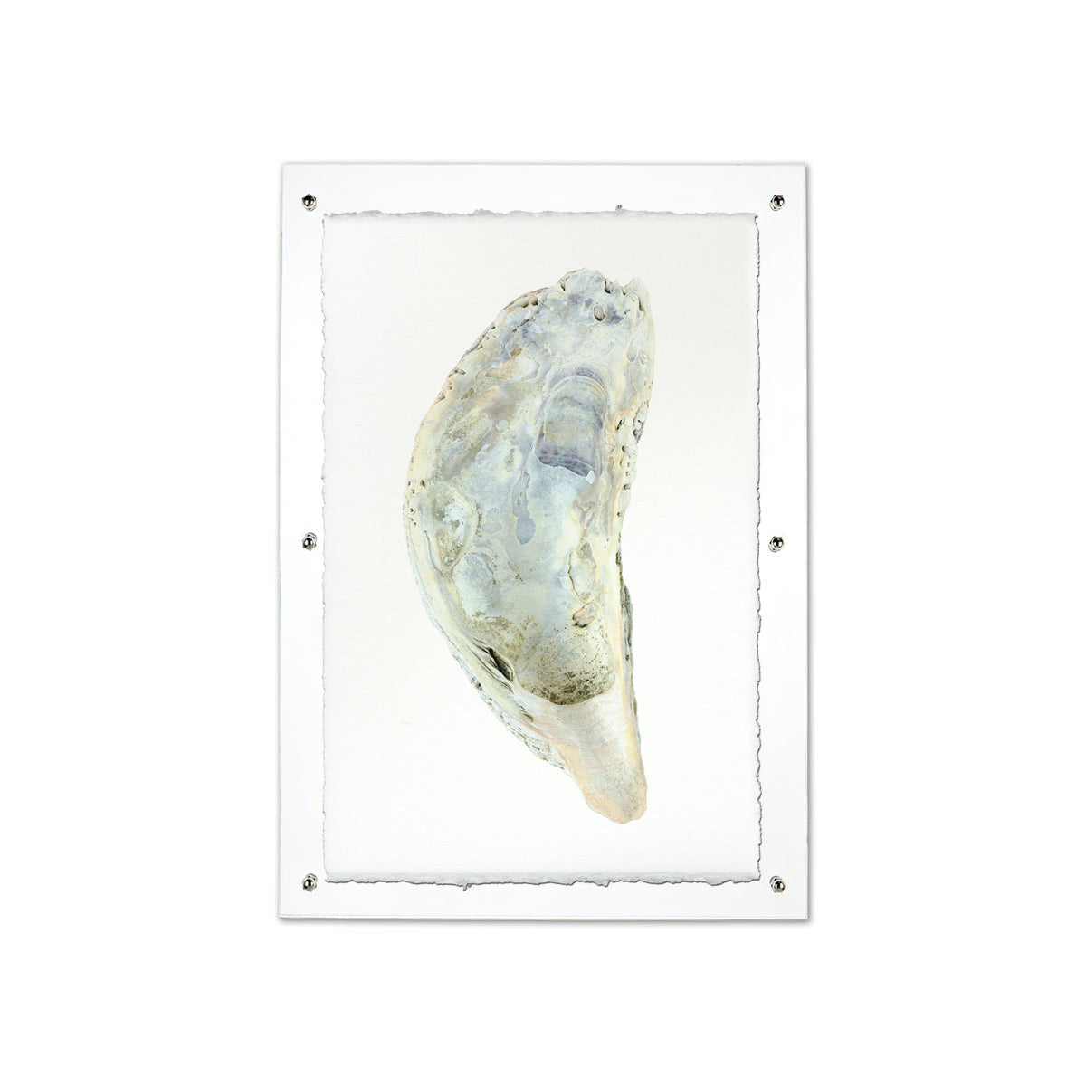 Oyster study framed handmade paper wall art print 9"x14"