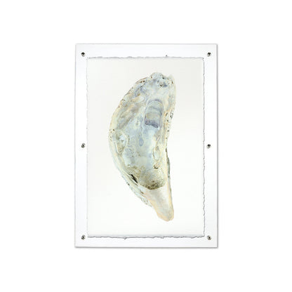 Oyster study framed handmade paper wall art print 9"x14"