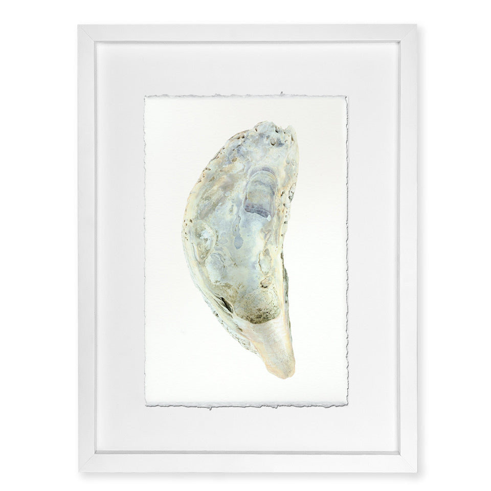 oyster study framed handmade paper wall art print 20"x30"