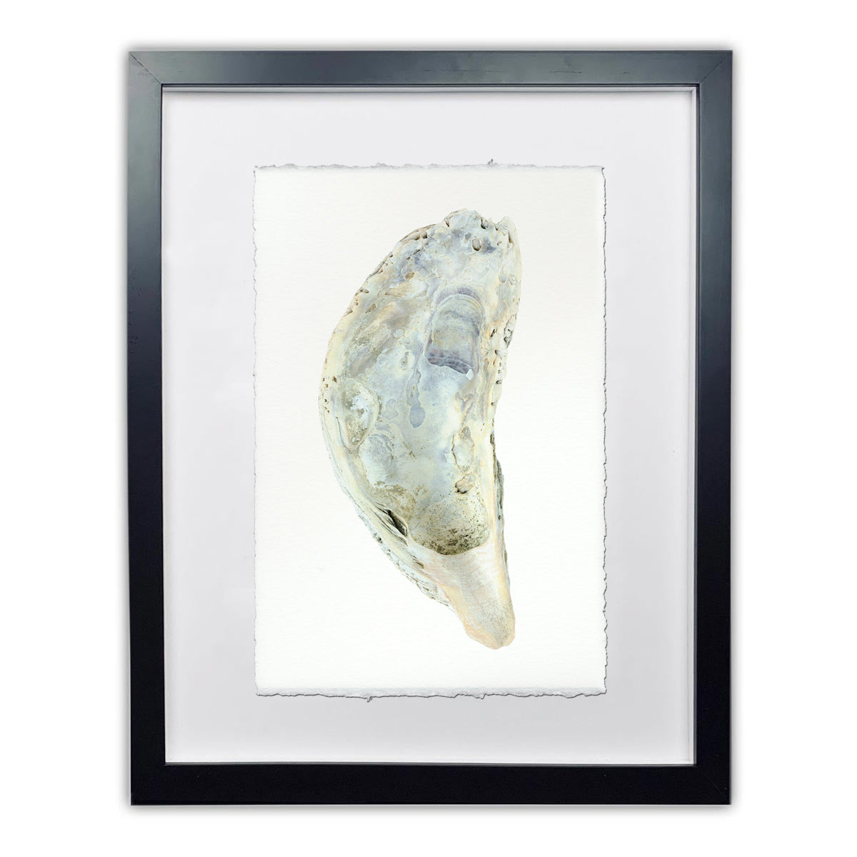 Oyster study framed handmade paper wall art print 9"x14"