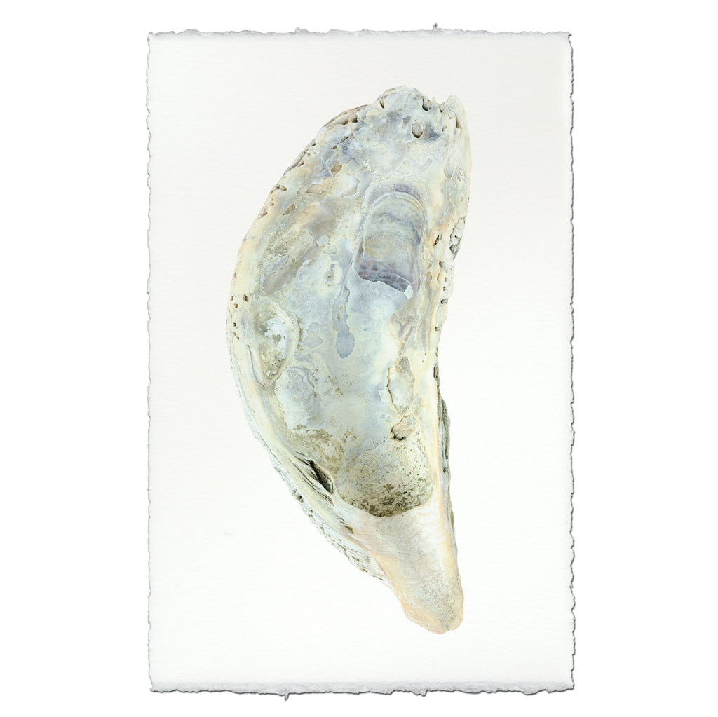 Oyster study handmade paper wall art print 40"x60"