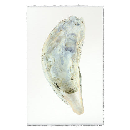 Oyster study handmade paper wall art print 40"x60"