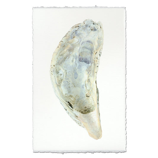 Oyster study handmade paper wall art print 40"x60"