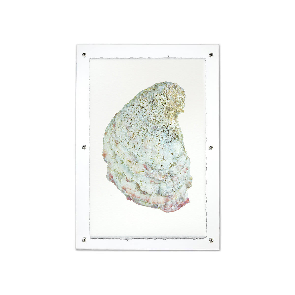 Oyster study framed handmade paper wall art print 20"x30"