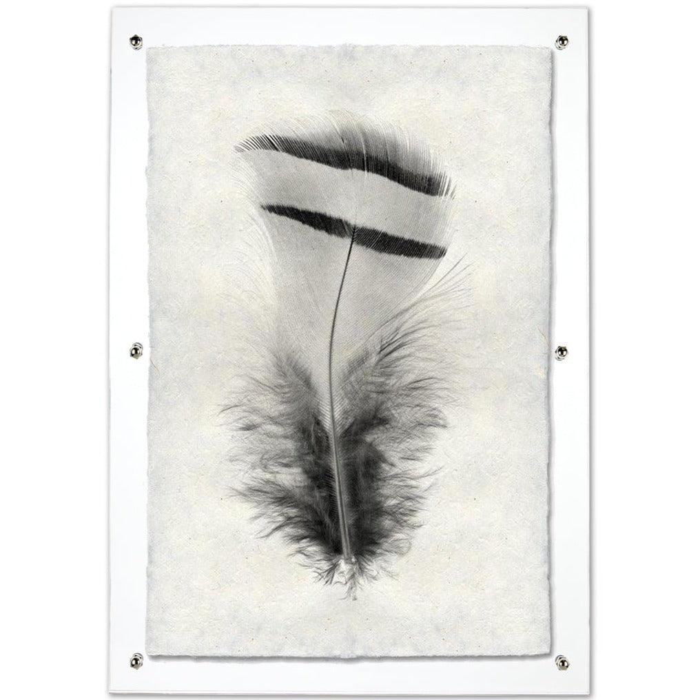 Chukar Partridge feather print on handmade Nepalese paper, framed in clear acrylic.