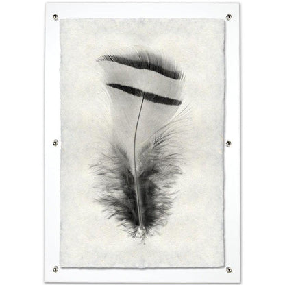 Chukar Partridge feather print on handmade Nepalese paper, framed in clear acrylic.