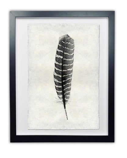 Framed Chukar Partridge feather print on handmade Nepalese paper, black and white, modern wall art.