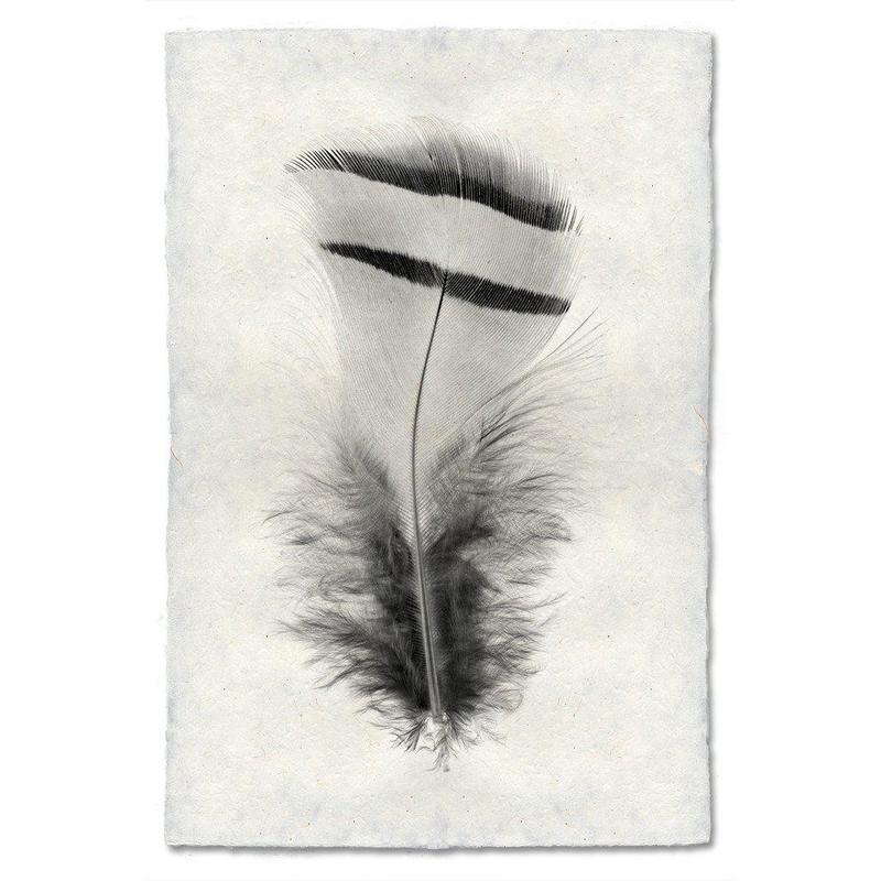 Black and white Chukar Partridge feather print on textured handmade Nepalese paper, modern wall art.