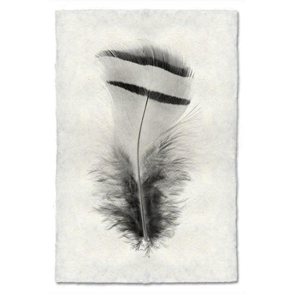 Black and white Chukar Partridge feather print on textured handmade Nepalese paper, modern wall art.