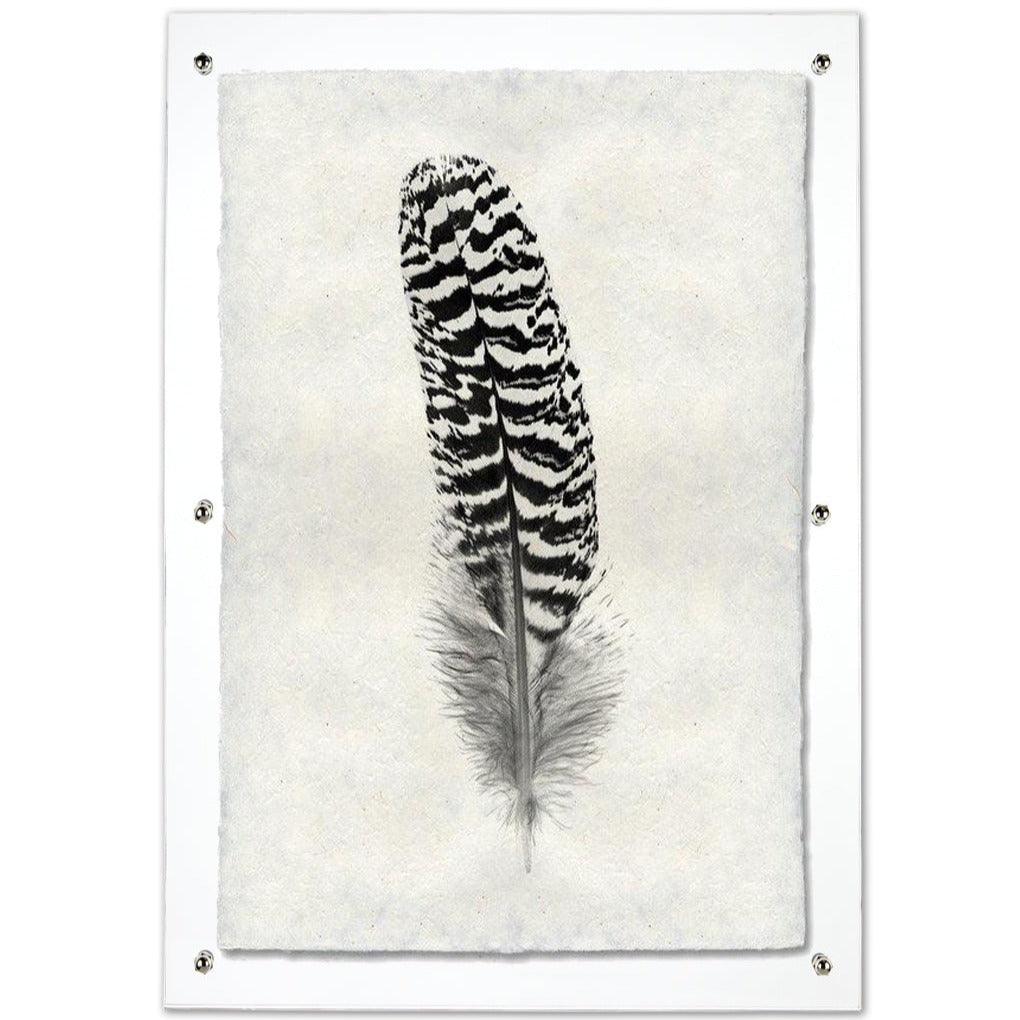 Black and white peacock quill feather print on mottled Nepalese handmade paper, framed.