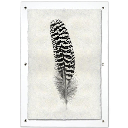 Black and white peacock quill feather print on mottled Nepalese handmade paper, framed.