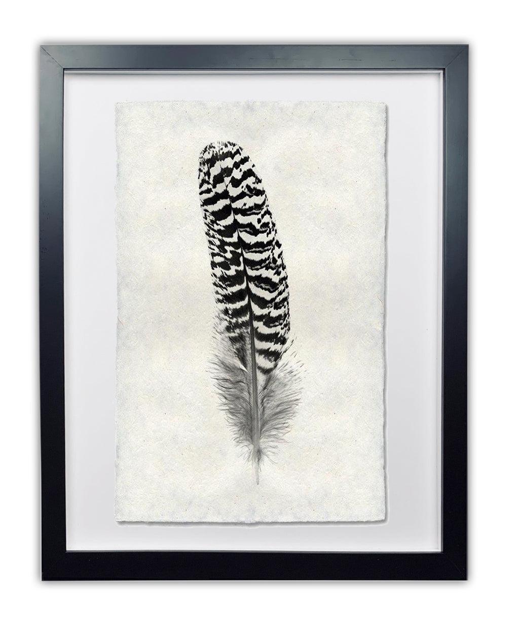Framed black and white peacock quill feather print on textured Nepalese handmade paper, "Peacock Quill Feather Study #13.
