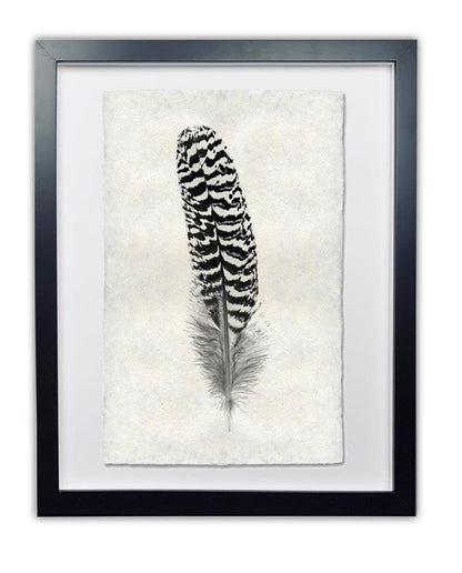 Framed black and white peacock quill feather print on textured Nepalese handmade paper, "Peacock Quill Feather Study #13.
