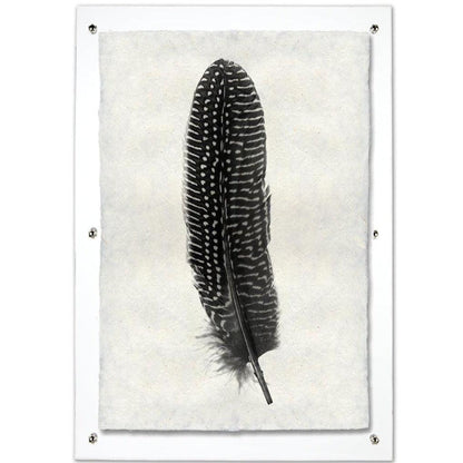 Black and white pheasant feather print on textured handmade Nepalese paper, framed in clear acrylic.