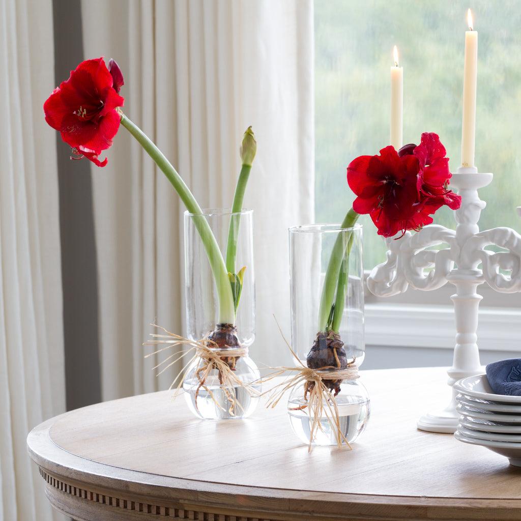 red amaryllis in glass bulb vase