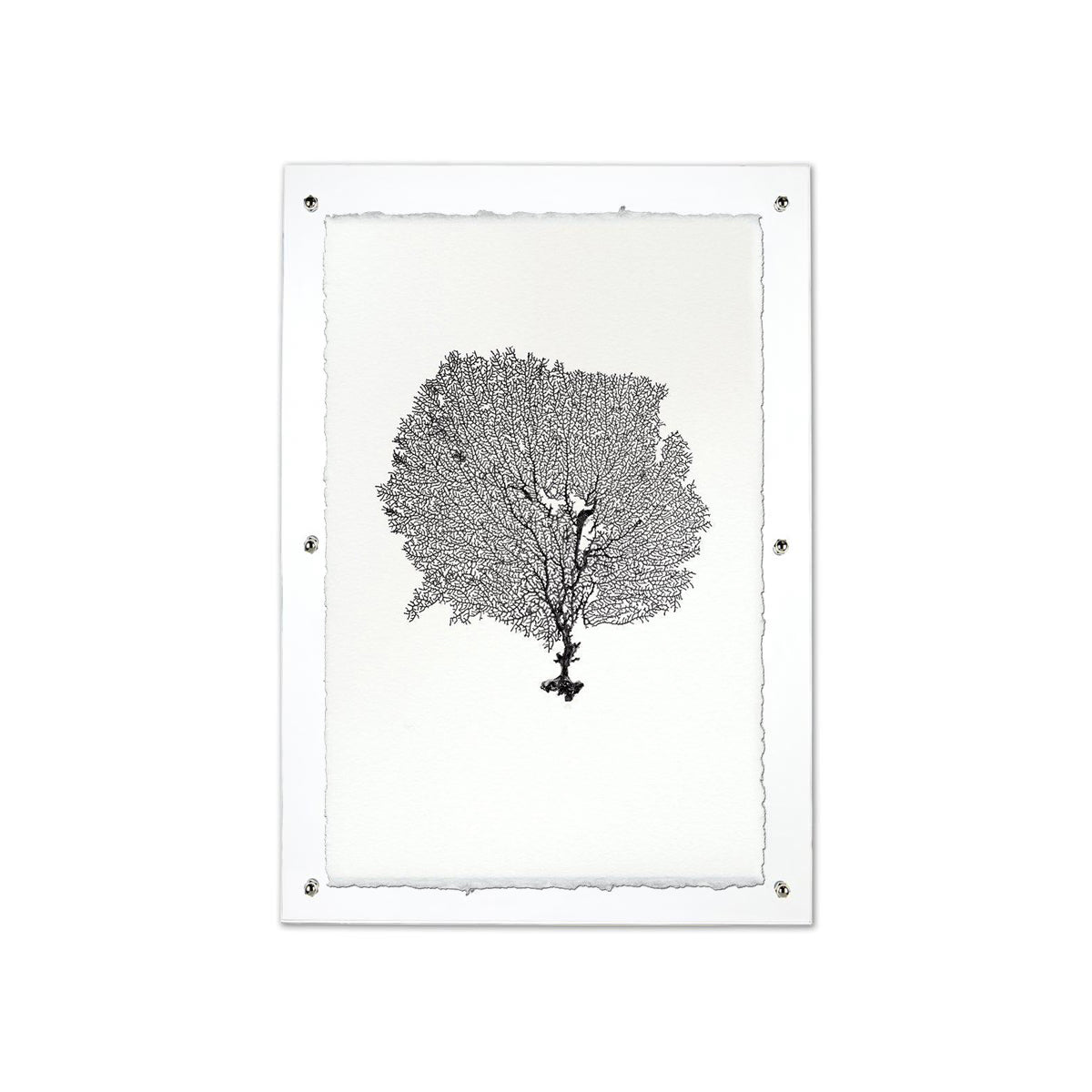 Black sea fan print on handmade Nepalese paper, framed in clear acrylic with silver hardware.