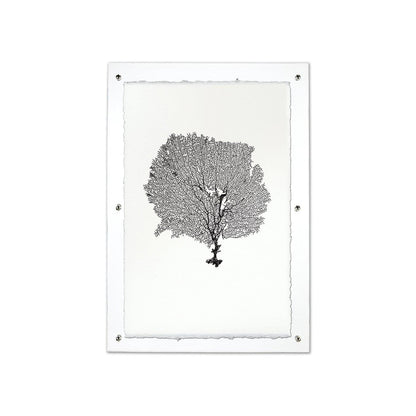 Black sea fan print on handmade Nepalese paper, framed in clear acrylic with silver hardware.