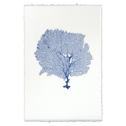 Blue round sea fan art print on handmade Nepalese paper with deckled edges.