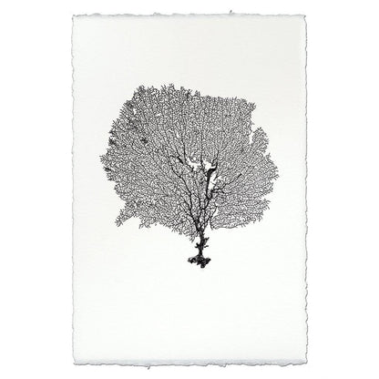 Black round sea fan art print on white handmade Nepalese paper with deckled edges.