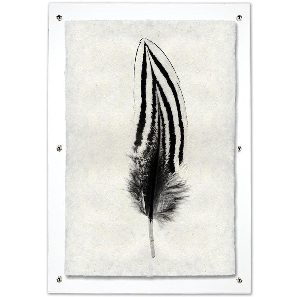 Silver Pheasant feather print on handmade Nepalese paper, framed in clear acrylic.