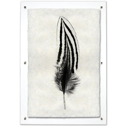 Silver Pheasant feather print on handmade Nepalese paper, framed in clear acrylic.