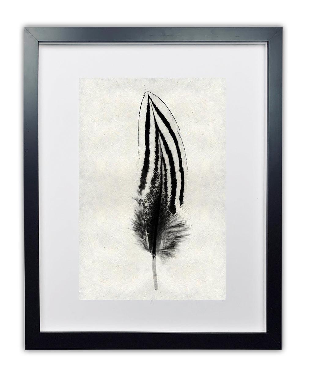 Framed black and white Silver Pheasant feather print on textured handmade Nepalese paper.