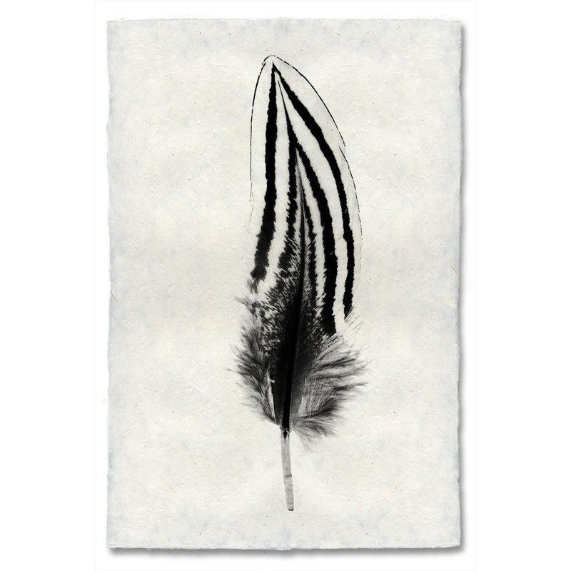 Black and white Silver Pheasant feather print on textured handmade Nepalese paper wall art.