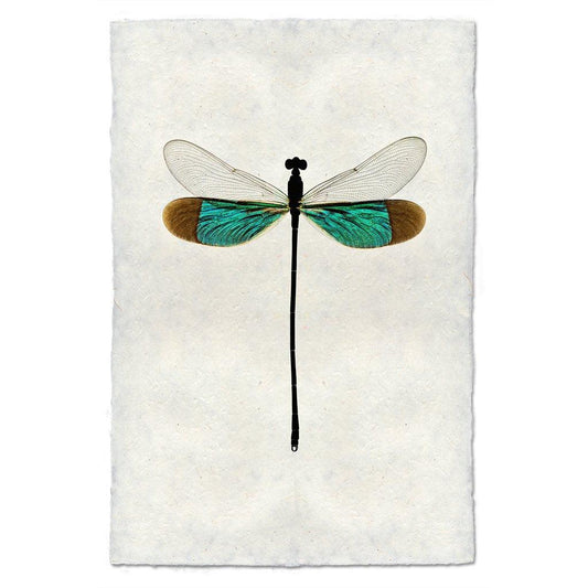 Turquoise Damsel Dragonfly print on handmade paper, with teal and brown wings.