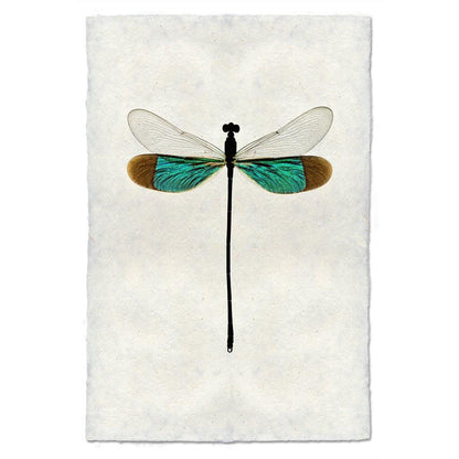Turquoise Damsel Dragonfly print on handmade paper, with teal and brown wings.