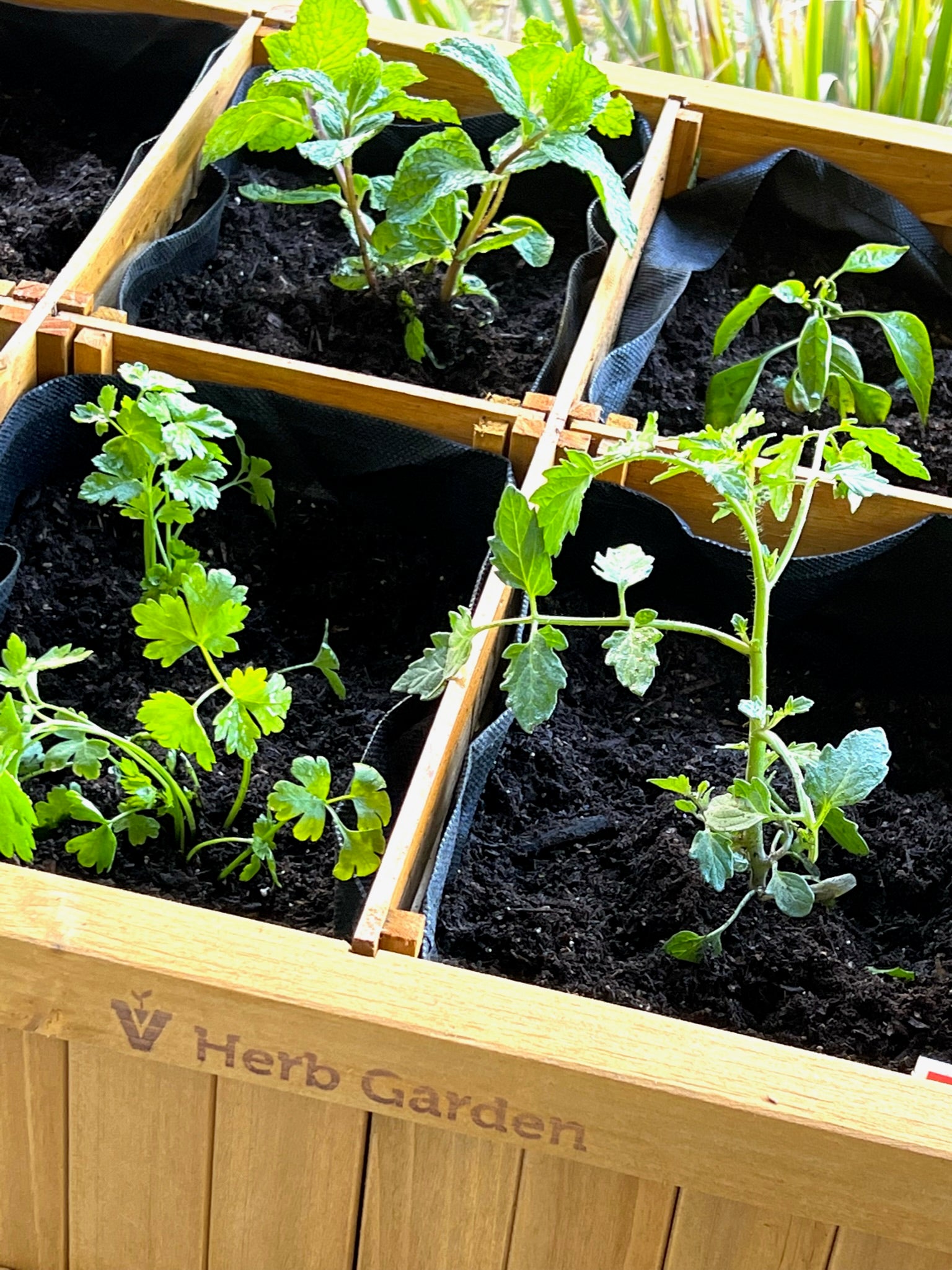 VegTrug Wood Herb Garden Planter, light cedar wood, divided into pockets with young herbs.