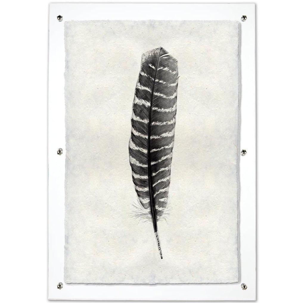 Wild Turkey feather print on handmade Nepalese paper, framed in clear acrylic.