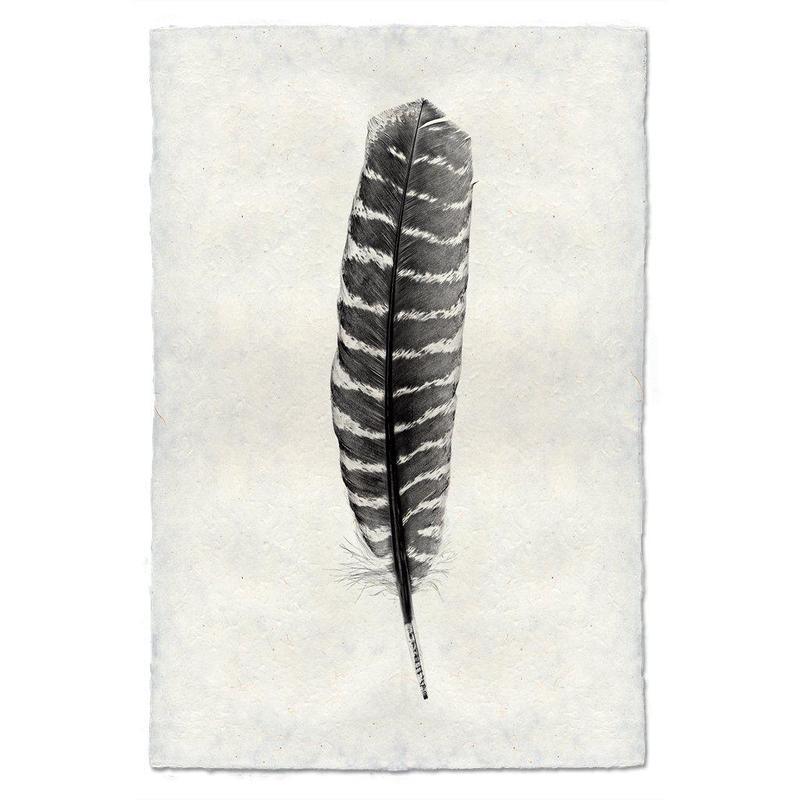 Wild Turkey Feather Study #16 print on handmade Nepalese paper, black and white striped feather.