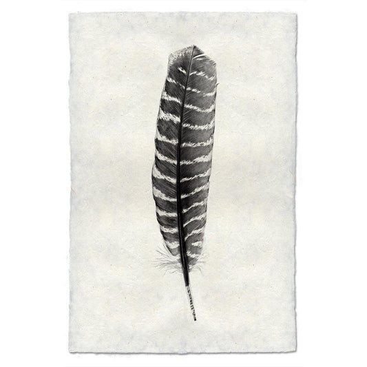 Wild Turkey Feather Study #16 print on handmade Nepalese paper, black and white striped feather.