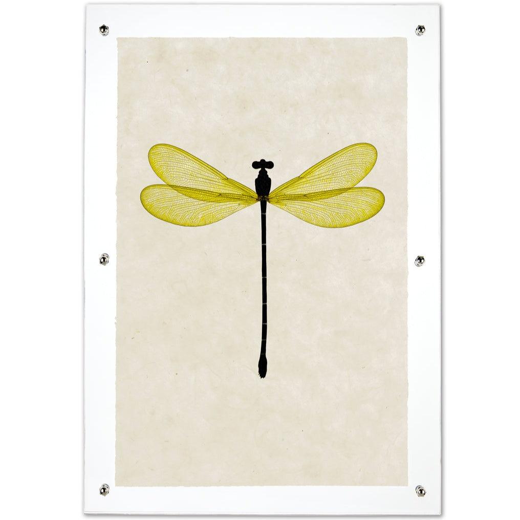 Yellow Damsel Dragonfly print on handmade paper, framed with clear acrylic and silver standoffs.